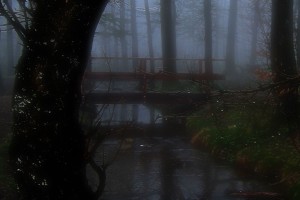 forest-66294
