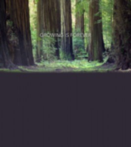 woods2