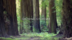 woods2